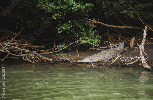 Fototapeta Naklejka Na Ścianę i Meble -  Wild adult crocodile rests on a mud bank by the side of the river in its natural habitat in Costa Rica