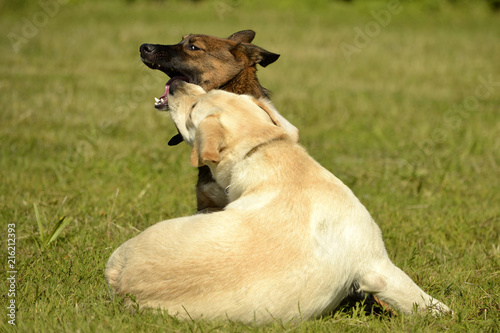 Dogs play with each other. Labrador. Merry fuss puppies. Aggressive dog. Training of dogs. Puppies education, cynology, intensive training of young dogs. Young energetic dog on a walk. 