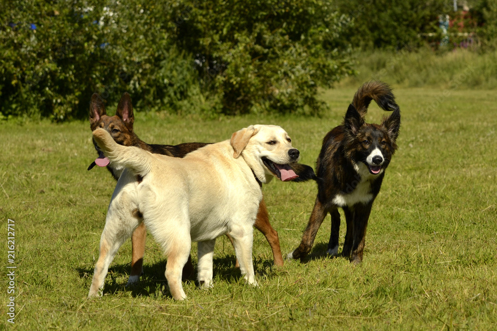 Dogs play with each other. Labrador. Merry fuss puppies. Aggressive dog. Training of dogs. Puppies education, cynology, intensive training of young dogs. Young energetic dog on a walk. Dogs play with each other. Labrador. Merry fuss puppies. Aggressive dog. Training of dogs. Puppies education, cynology, intensive training of young dogs. Young energetic dog on a walk.