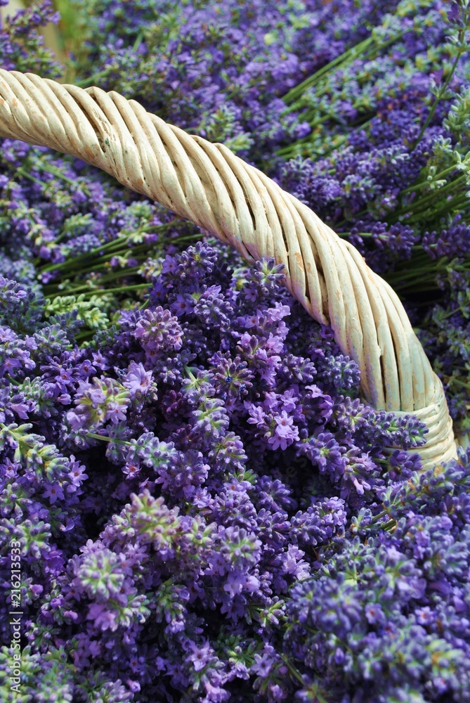 Fototapeta premium Lawenda