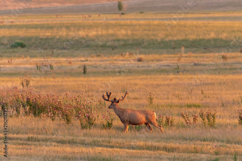 Mule deer Buck in Velvet