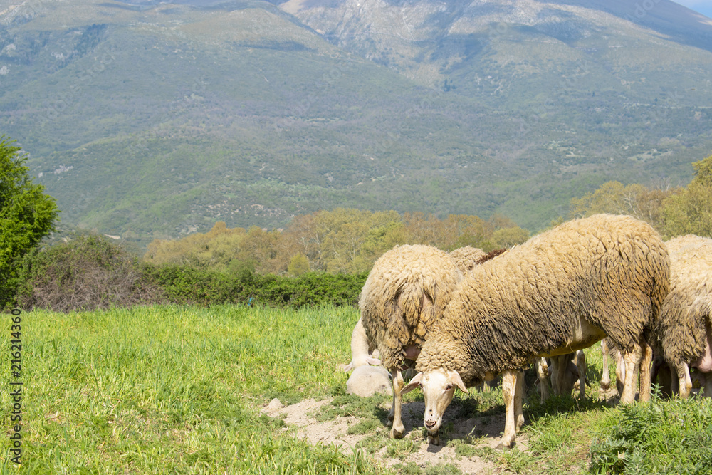 Fototapeta premium Sheeps in a meadow in the mountains