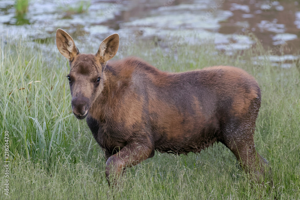 Moose Calf Near Water. The Shiras Moose of Colorado Moose Calf Near Water. The Shiras Moose of Colorado