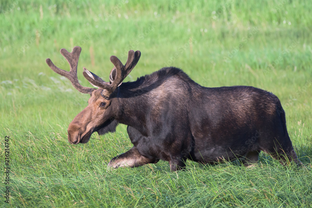 Bull Moose in Tall Grass. Shiras Moose in the Rocky Mountains of Colorado Bull Moose in Tall Grass. Shiras Moose in the Rocky Mountains of Colorado