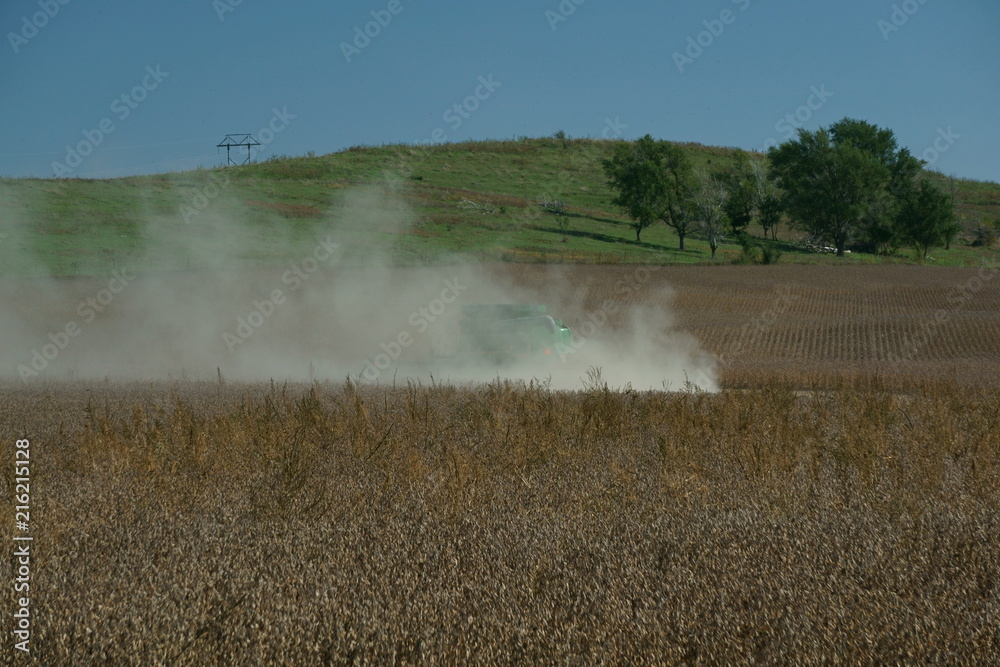 Fototapeta premium Combine harvesting fall soy beans