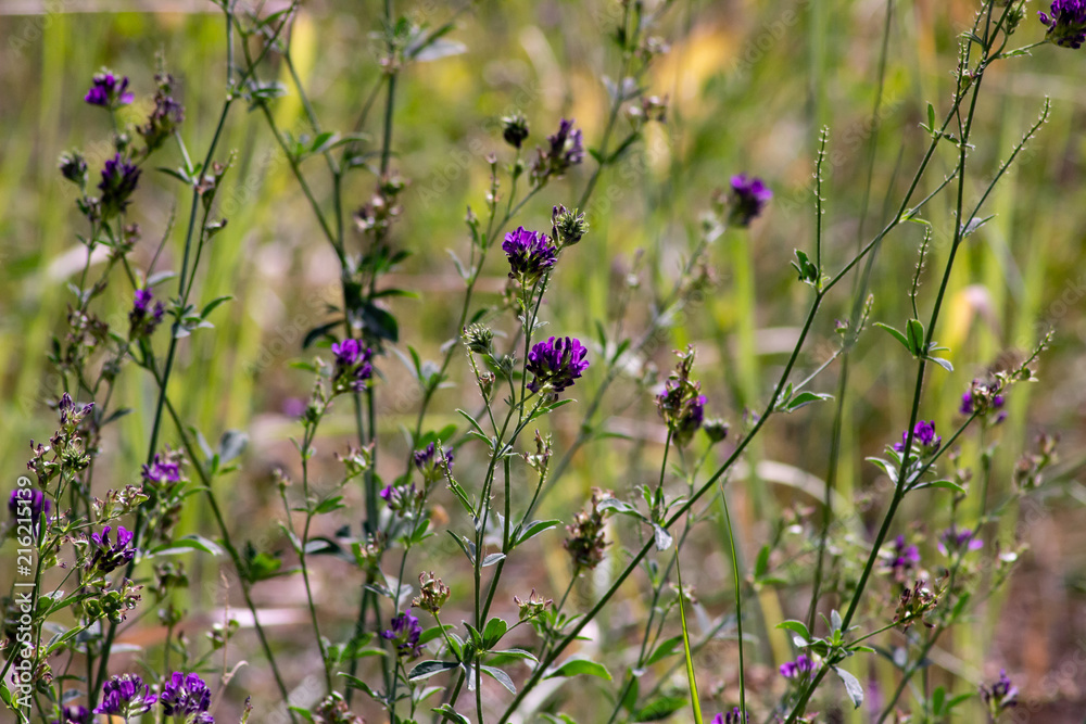 Wildflowers and Tall Grass Macro Wildflowers and Tall Grass Macro