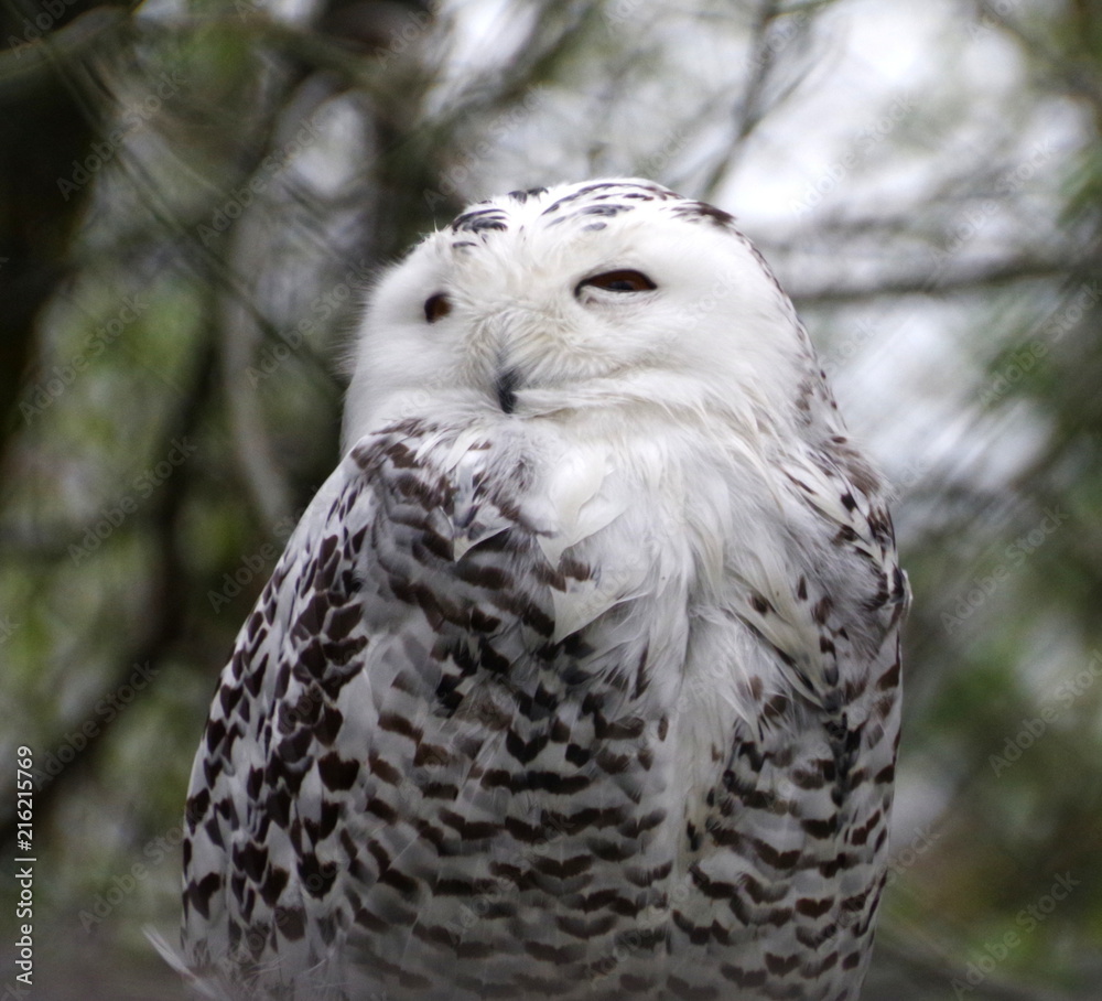 Fototapeta premium owl