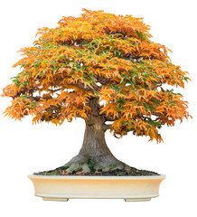 Acrylglasbilder Bonsai Gelber Ahorn-Bonsai im Herbstlicht  © marmoset