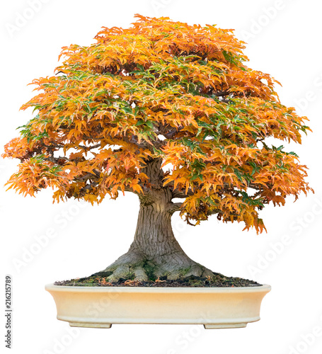 Yellow bonsai maple tree acer palmatum bonsai tree of trident maple in autumn shishigashira maple bonsai