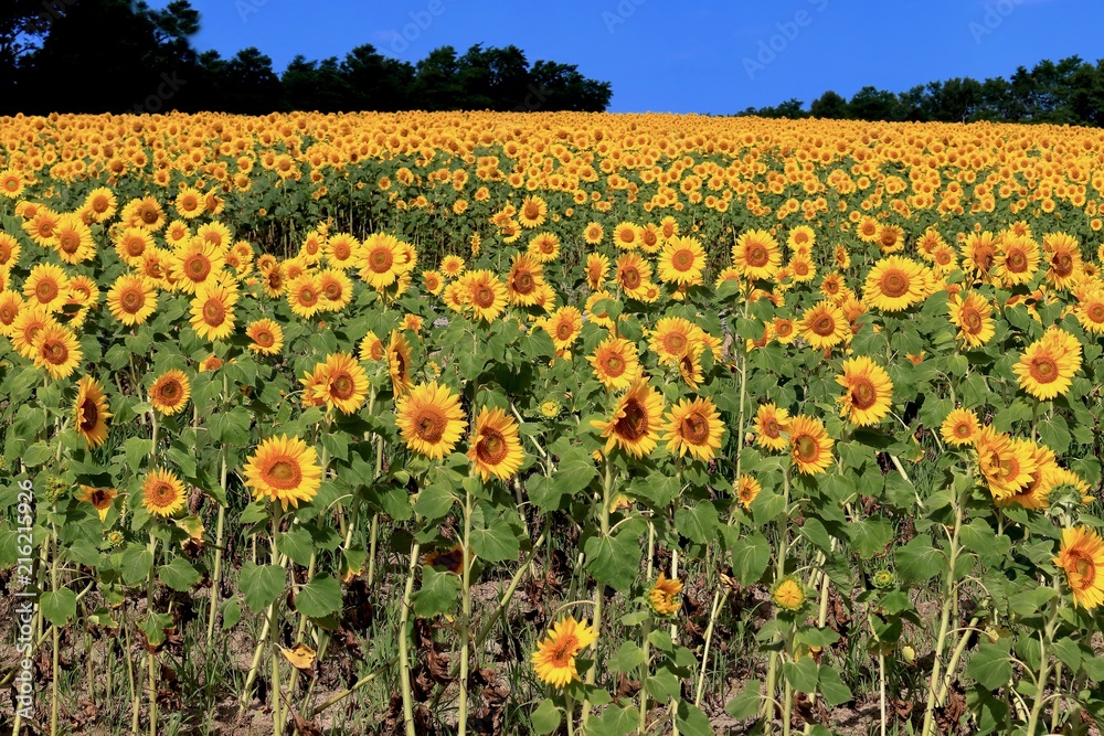 Fototapeta premium ひまわり