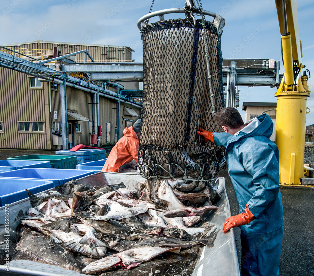 Unloading Fish: Fresh caught halibut drop from the bottom of a