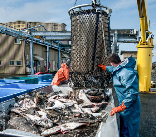 Vászonkép Unloading Fish:  Fresh caught halibut drop from the bottom of a transport basket after being hoisted by crane from a fishing boat at a dock in Alaska