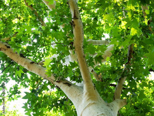 Beautiful white sycamore tree