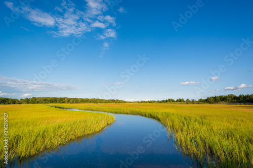 Wetlands in Egg Harbor Township, New Jersey