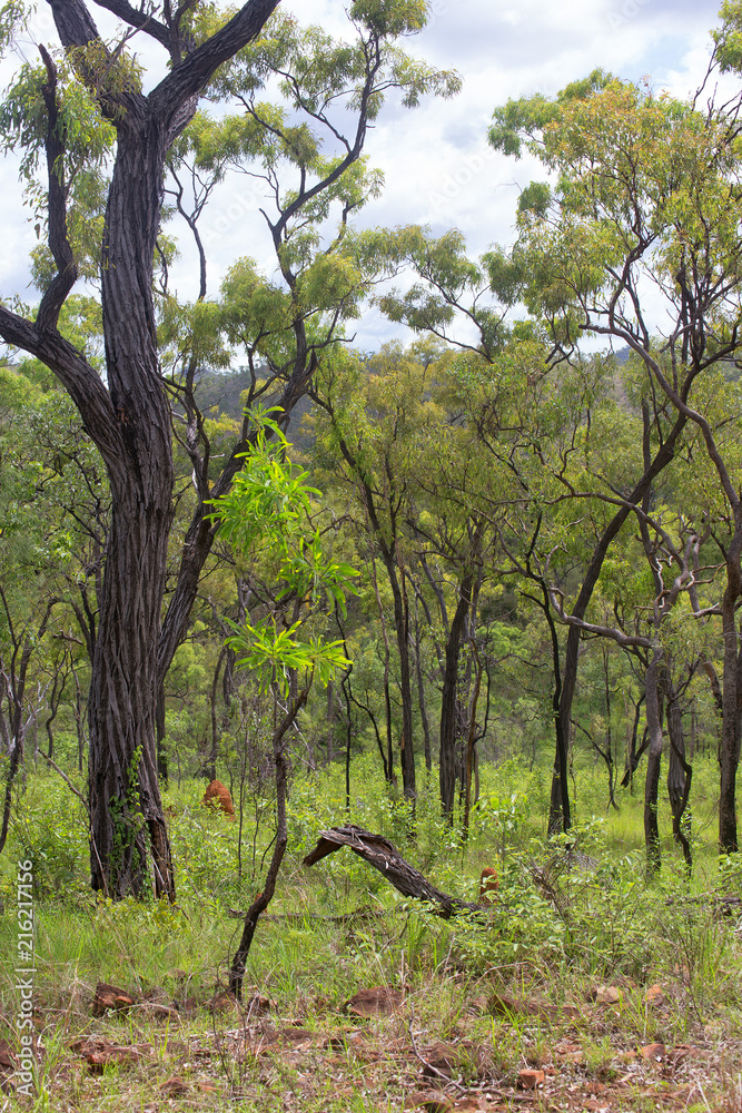 Lush forest near Irvinebank on the Atherton Tableland in Queensland, Australia Lush forest near Irvinebank on the Atherton Tableland in Queensland, Australia
