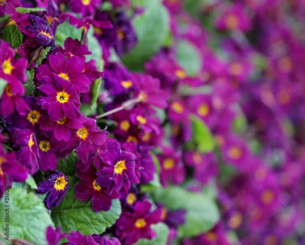 beautiful purple flowers in the garden beautiful purple flowers in the garden