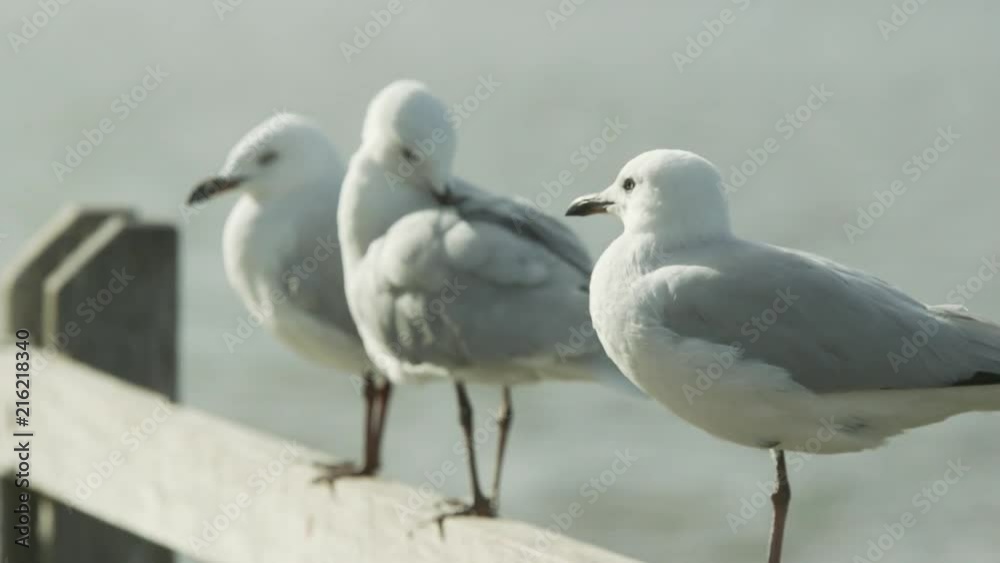 Seagulls sit on a jetty at a lake. Seagulls sit on a jetty at a lake.