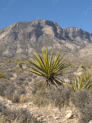 Neveda Desert