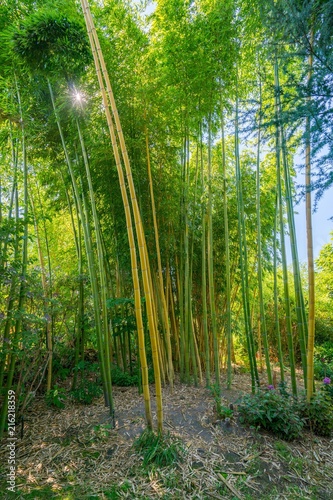 Bamboo Heaven