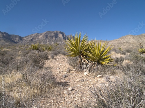 Neveda Desert