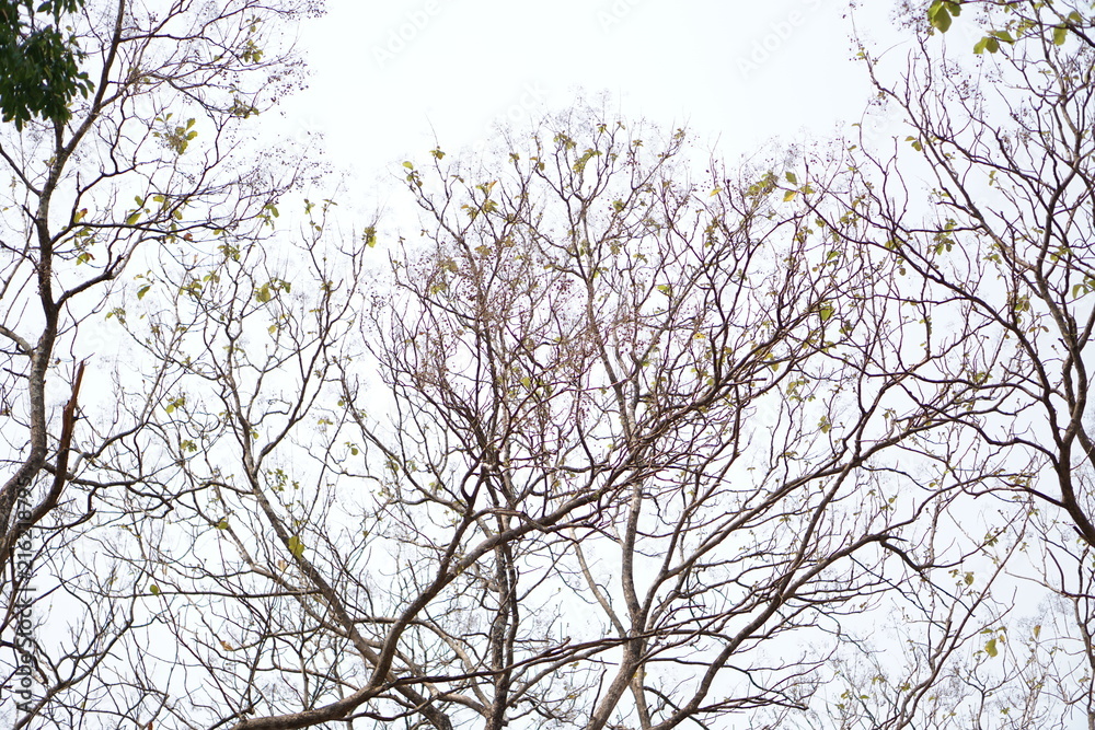 Leafless of tree in summer and background bright blue sky. Leafless of tree in summer and background bright blue sky.