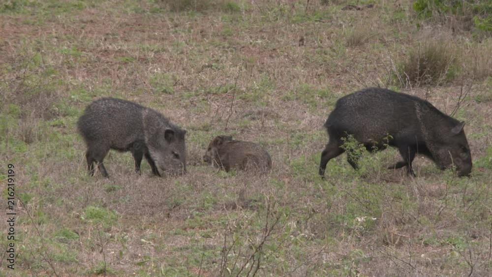 high speed/slow motion shots of javelinas high speed/slow motion shots of javelinas