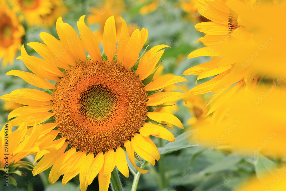 Fototapeta premium ひまわり畑