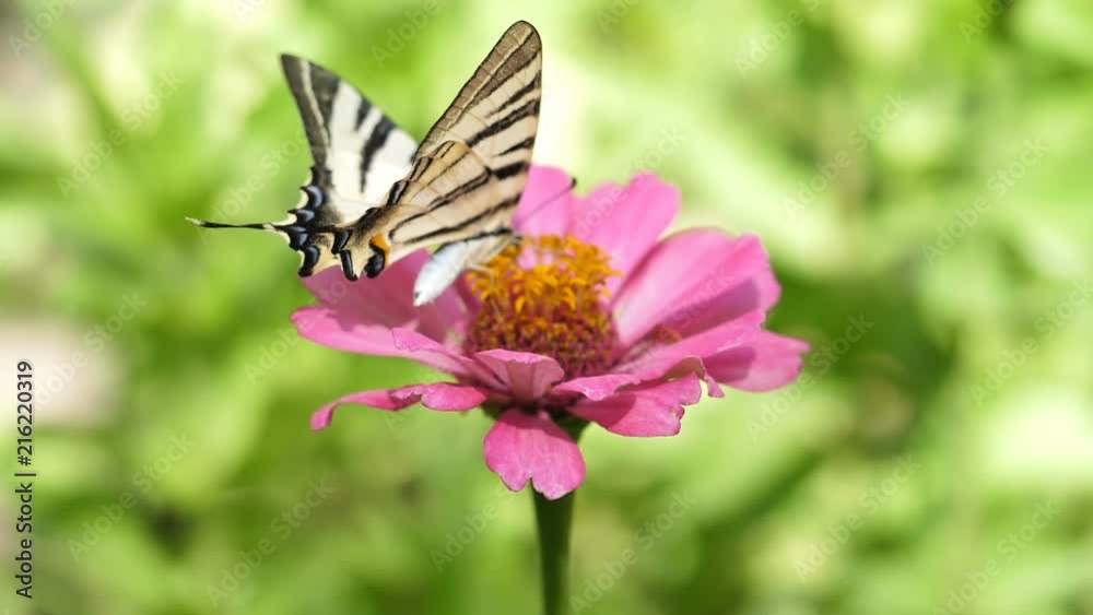 Macro shot of a butterfly on a flower. Flight of the butterfly in slow motion. Macro shot of a butterfly on a flower. Flight of the butterfly in slow motion.