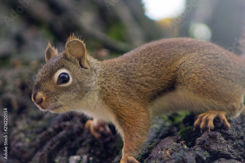 Curious Squirrel