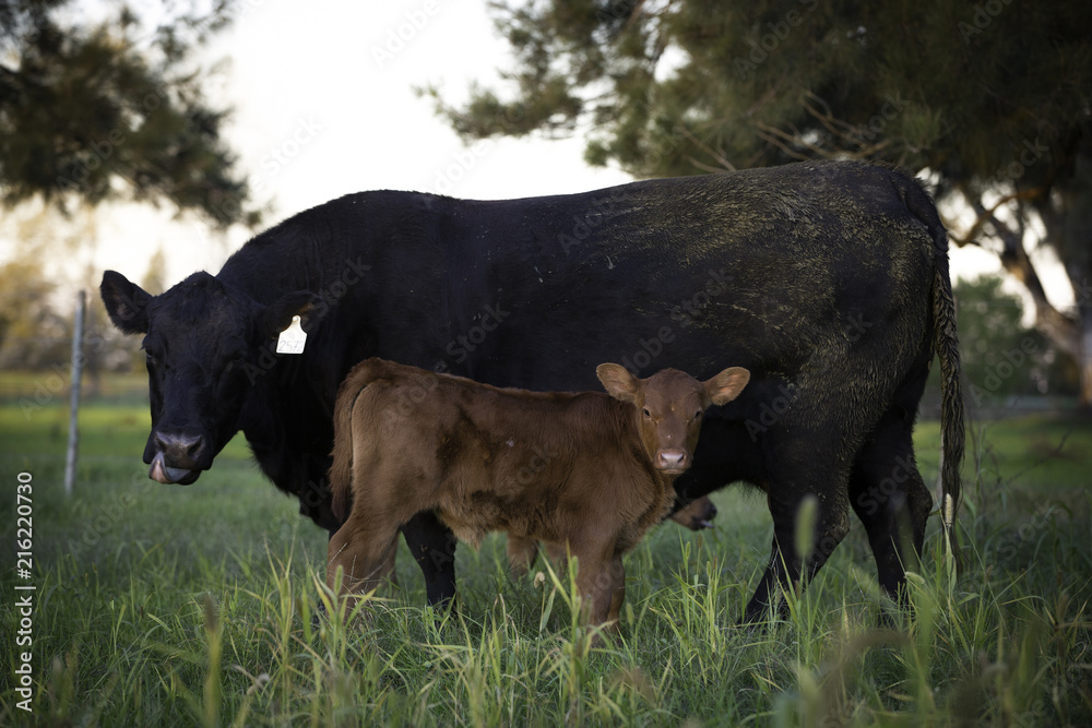 Fototapeta premium angus