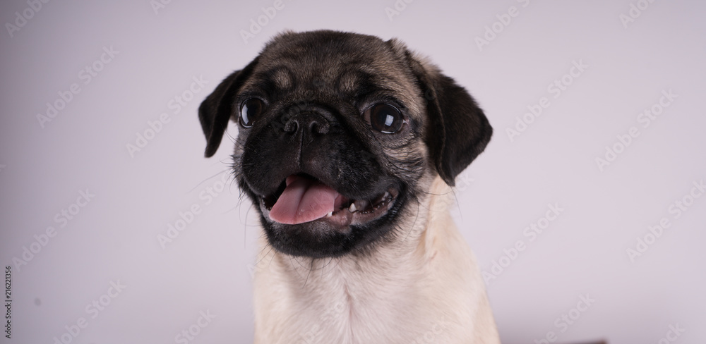 Funny pug puppy, isolated on white background