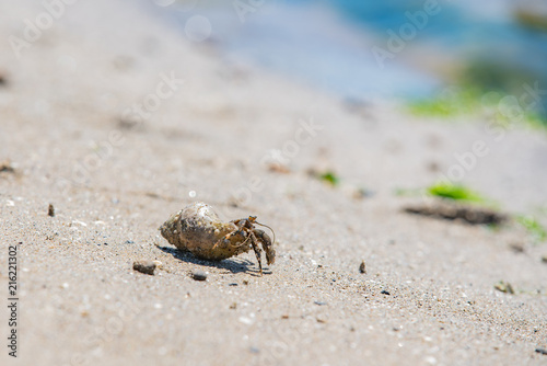 Crab in a shell on a sandy beach