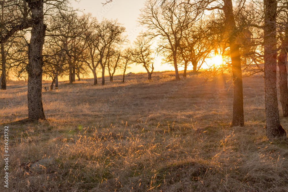 Leafless trees on meadow in evening Leafless trees on meadow in evening