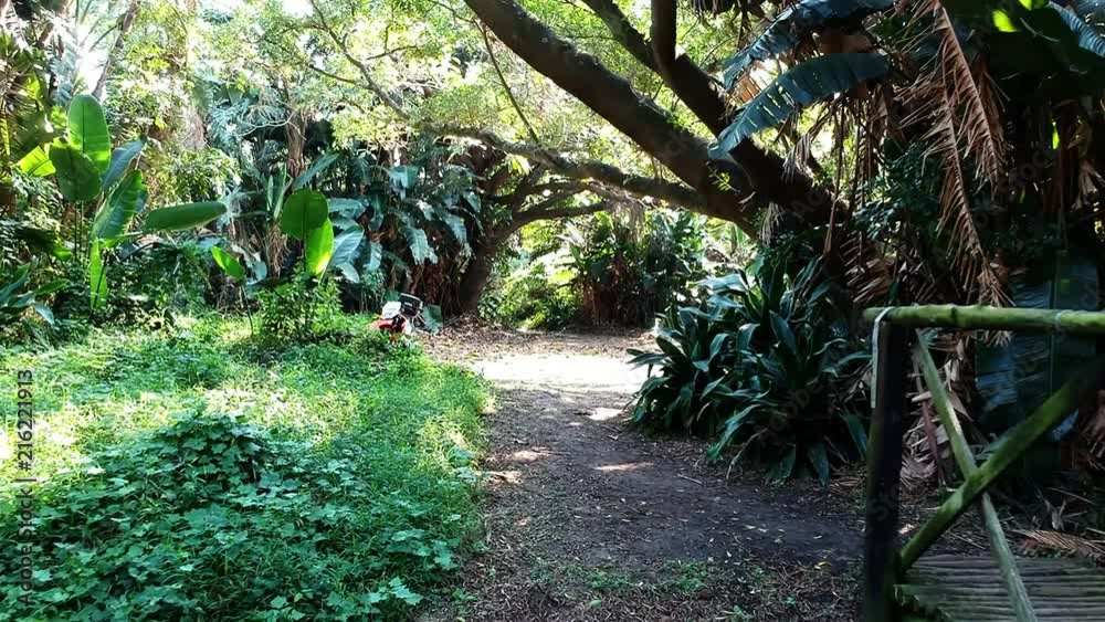 Thick tropical vegetation with deep green leaves lines a narrow path with a bamboo bridge. Sunlight breaks through the tops of trees. Walking through Bush Park, Bluff Durban, South Africa.