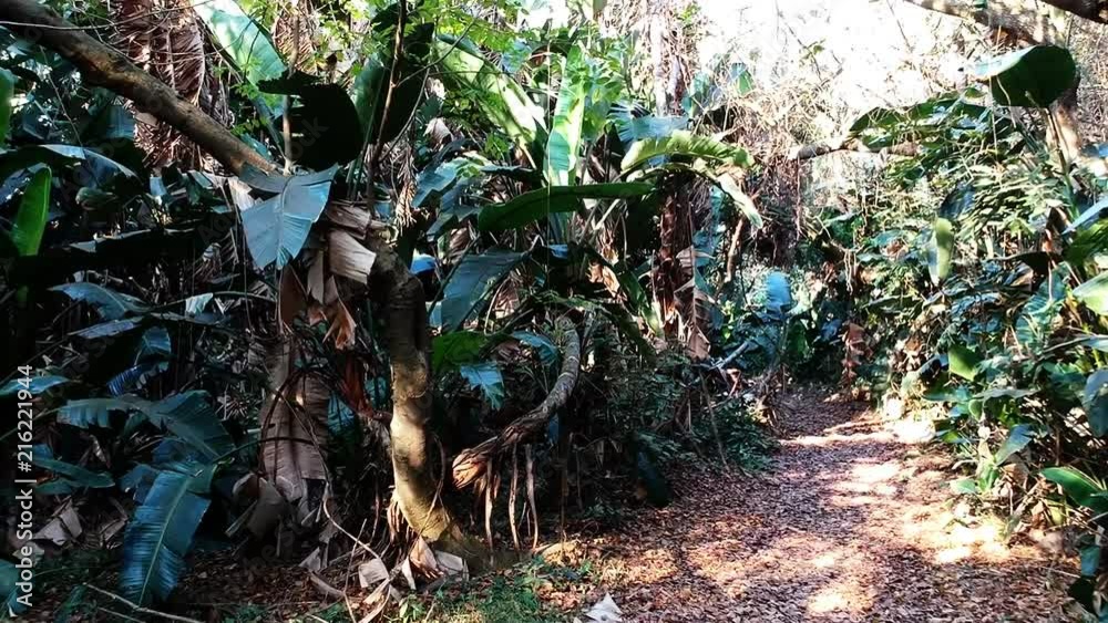 Thick tropical vegetation with deep green leaves lines a narrow path. Sunlight breaks through the tops of trees. Walking through Bush Park, Bluff Durban, South Africa.