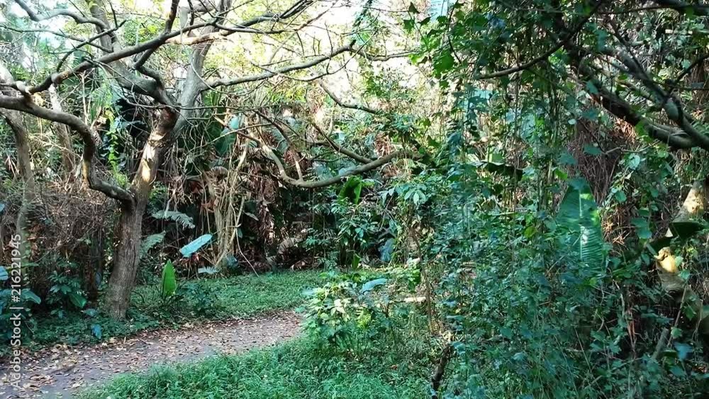 Thick tropical vegetation with deep green leaves lines a narrow path. Sunlight breaks through the tops of trees. Walking through Bush Park, Bluff Durban, South Africa.