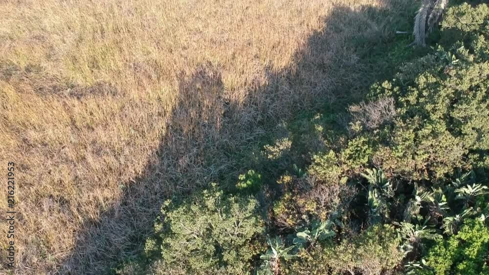 An aerial view of grassland and trees of the Bush Park as the camera tilts up to reveal houses on a hillside in the distance. Bluff Durban, South Africa.