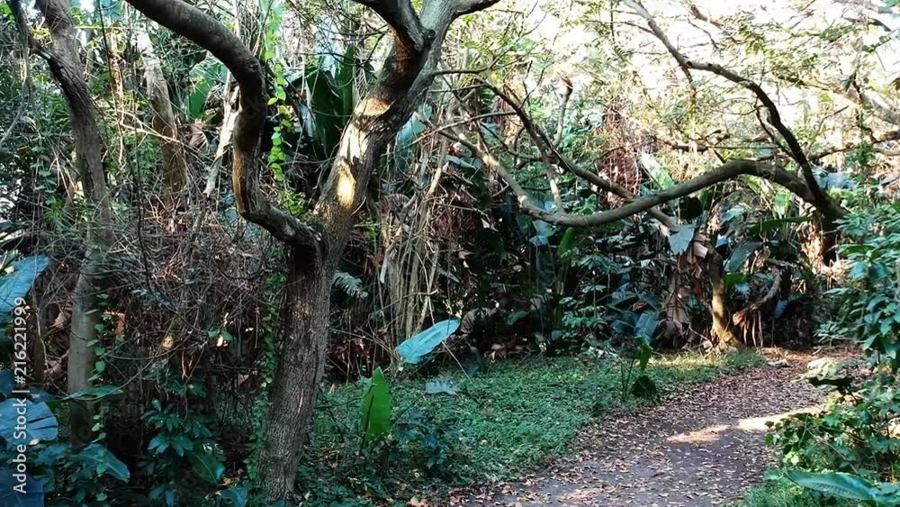 Thick tropical vegetation with deep green leaves lines a narrow path. Sunlight breaks through the tops of trees. Walking through Bush Park, Bluff Durban, South Africa.