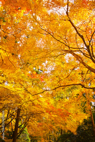 紅葉シーズンの京都、紅葉の森