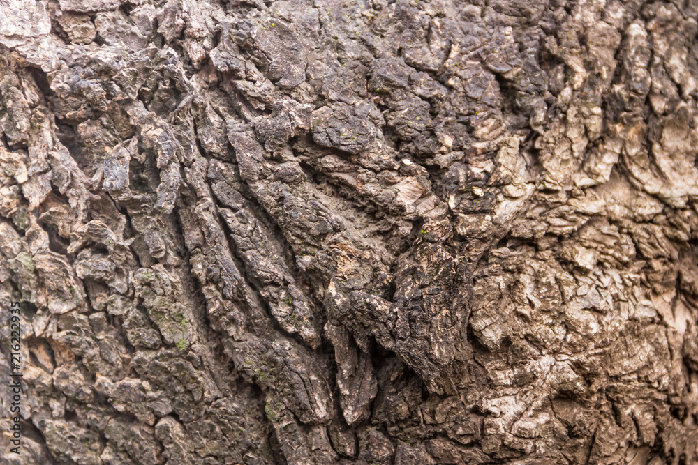 textured background of tree bark with rust textured background of tree bark with rust