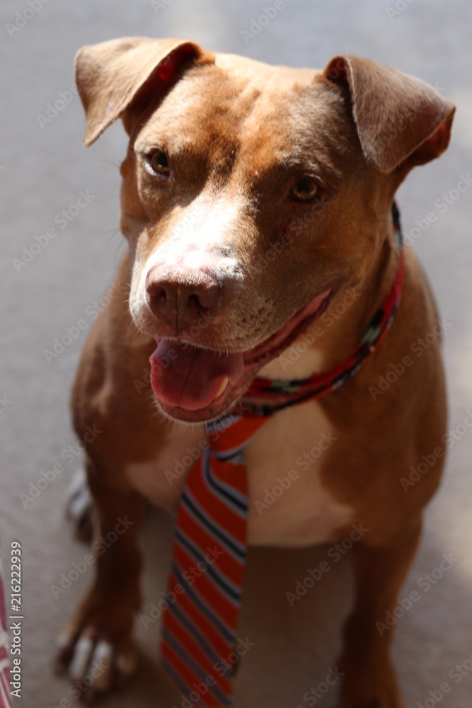 Smiling  Happy Pit Bull / American Staffordshire Terrier Wearing a Tie  / Dressed to Impress