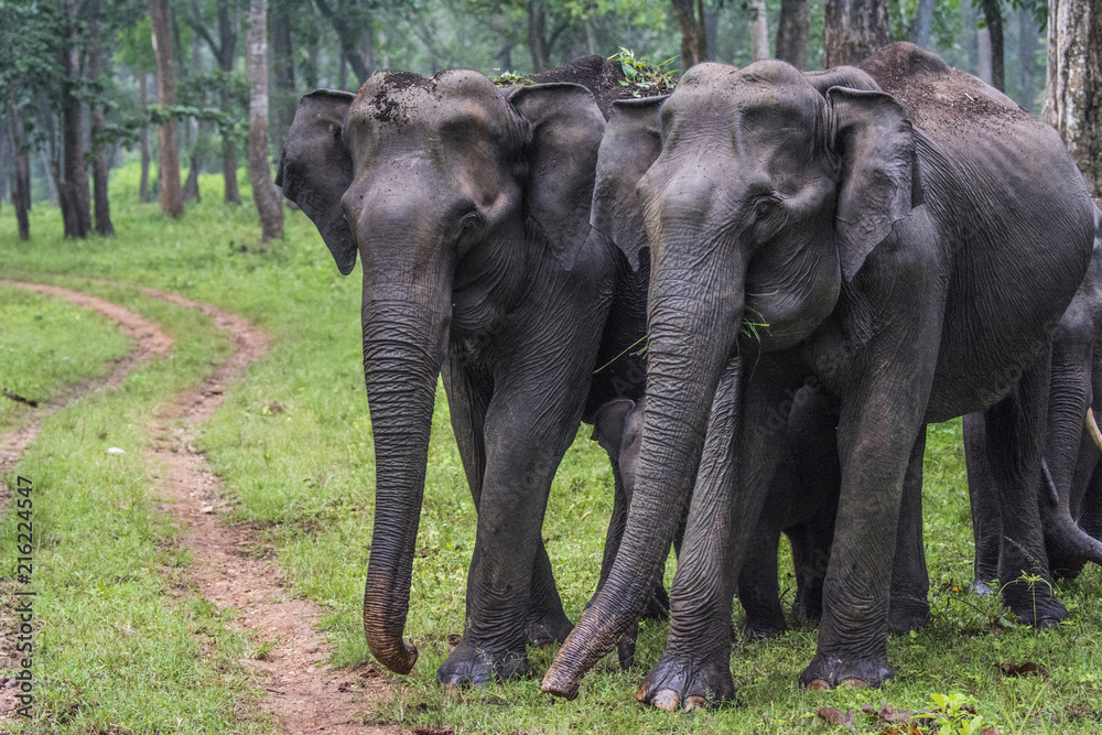 Fototapeta premium Elephant Family