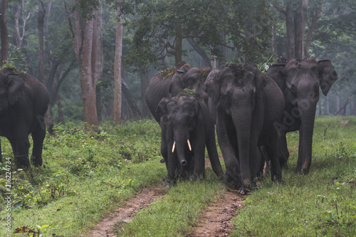 Elephant Family © Pradeep