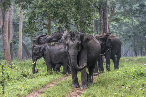 Elephant Family © Pradeep