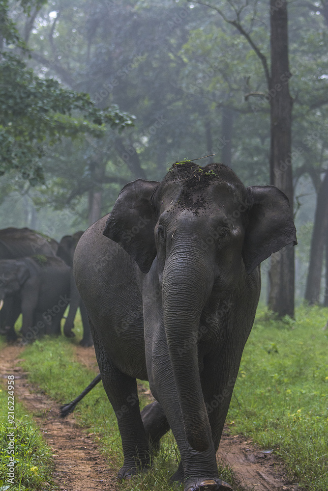 Fototapeta premium Elephant Family