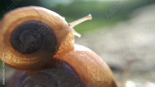 A small snail hitching on a larger snails shell photo