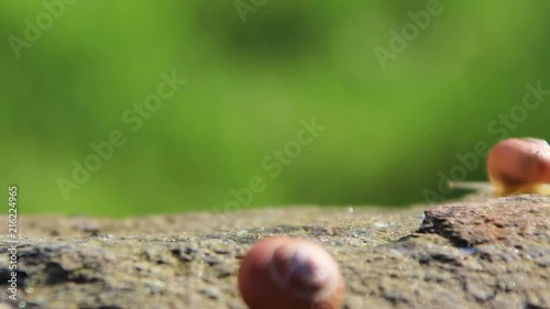 Time lapse of traveling snails in the same direction photo