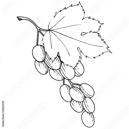 Grape healthy food in a vector style isolated. Full name of the fruit: grape. Vector wild fruit for background, texture, wrapper pattern or menu.