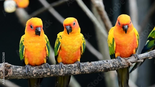 sun conure parrot bird