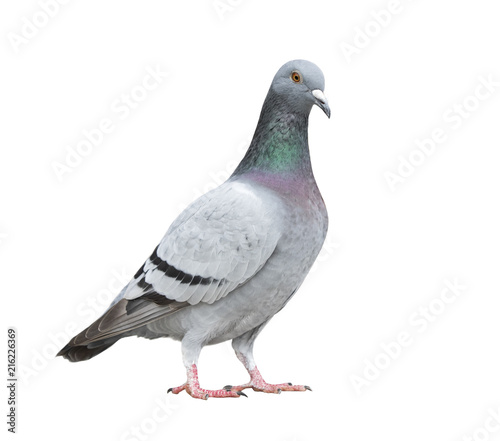 full of homing pigeon bird isolate white background